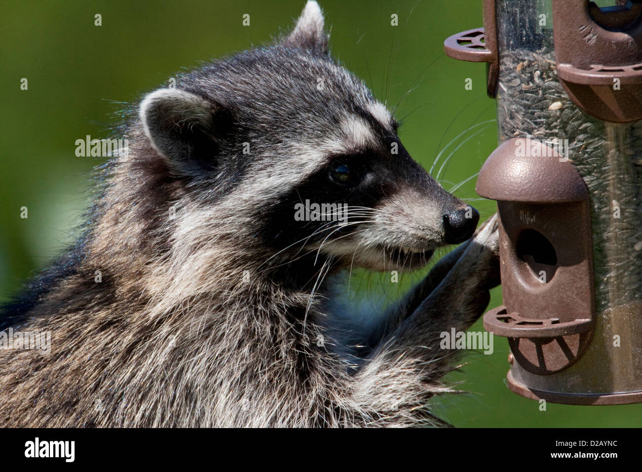 Raccoon (Procyon lotor) trying to eat sunflower seeds from a bird
