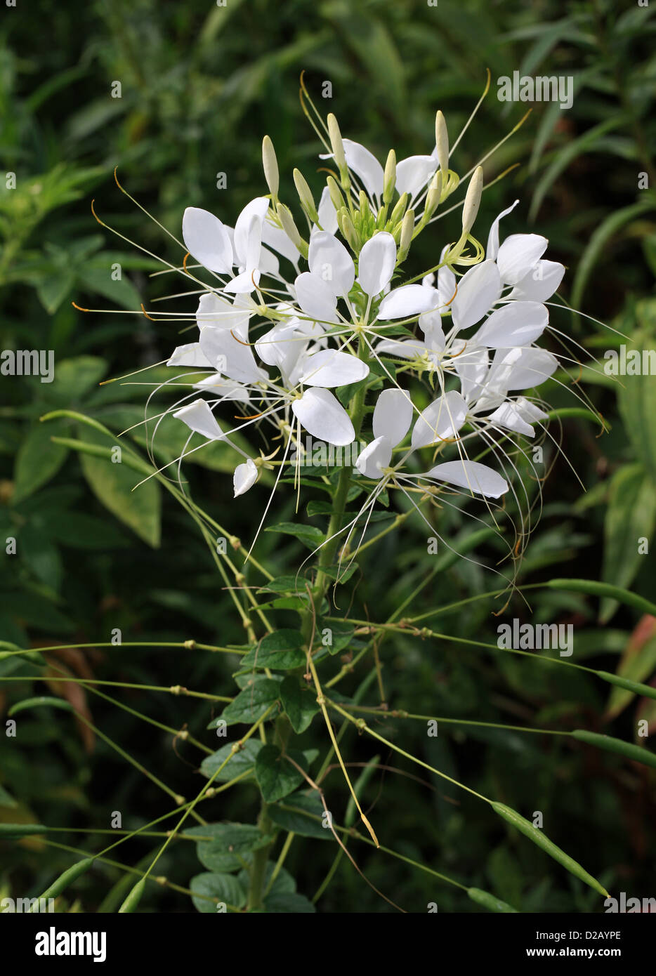 White Spider Flower, Cleome hassleriana (Cleome spinosa 'White Queen'), Cleomaceae. Native to southern South America. Stock Photo