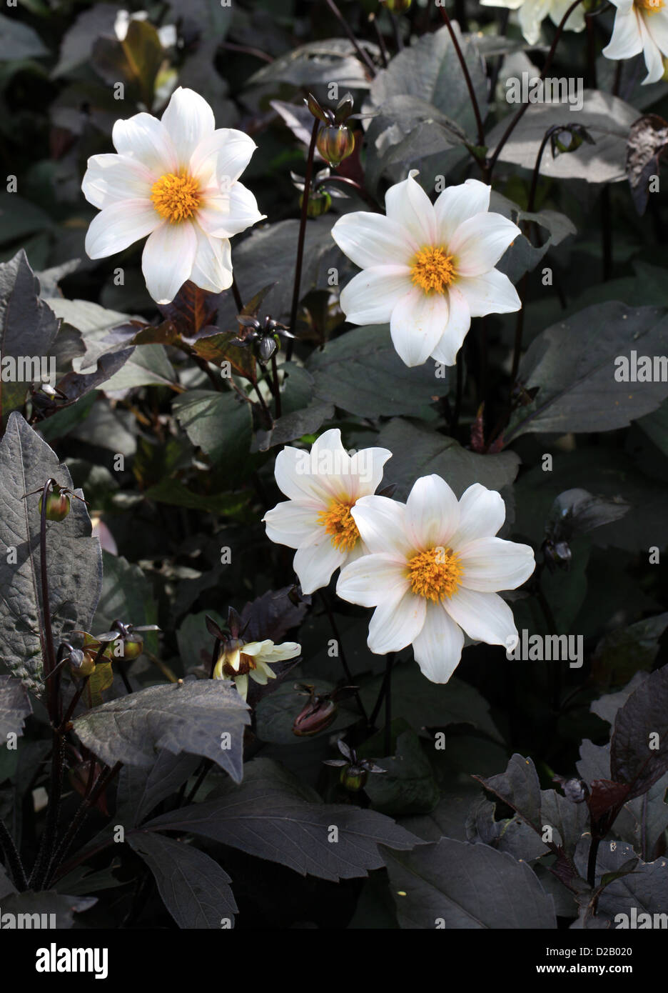 Dahlia 'Twynings After Eight', Asteraceae. Royal Horticultural Society's Award of Garden Merit. Stock Photo