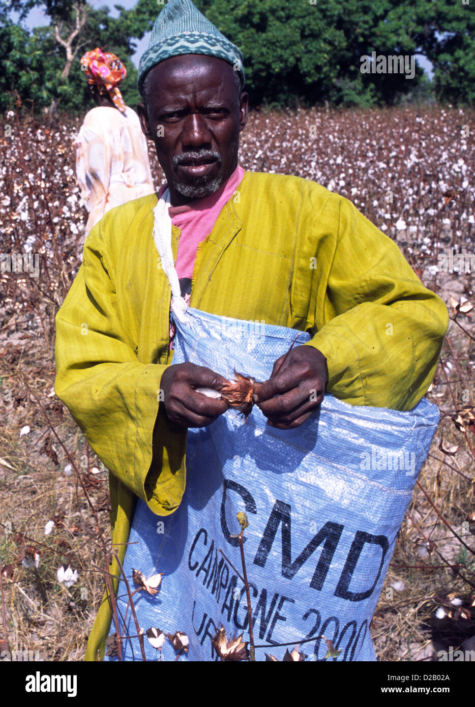 A  man working in Mali, West Africa, during the cotton harvest - one of the principal exports of the country. Stock Photo
