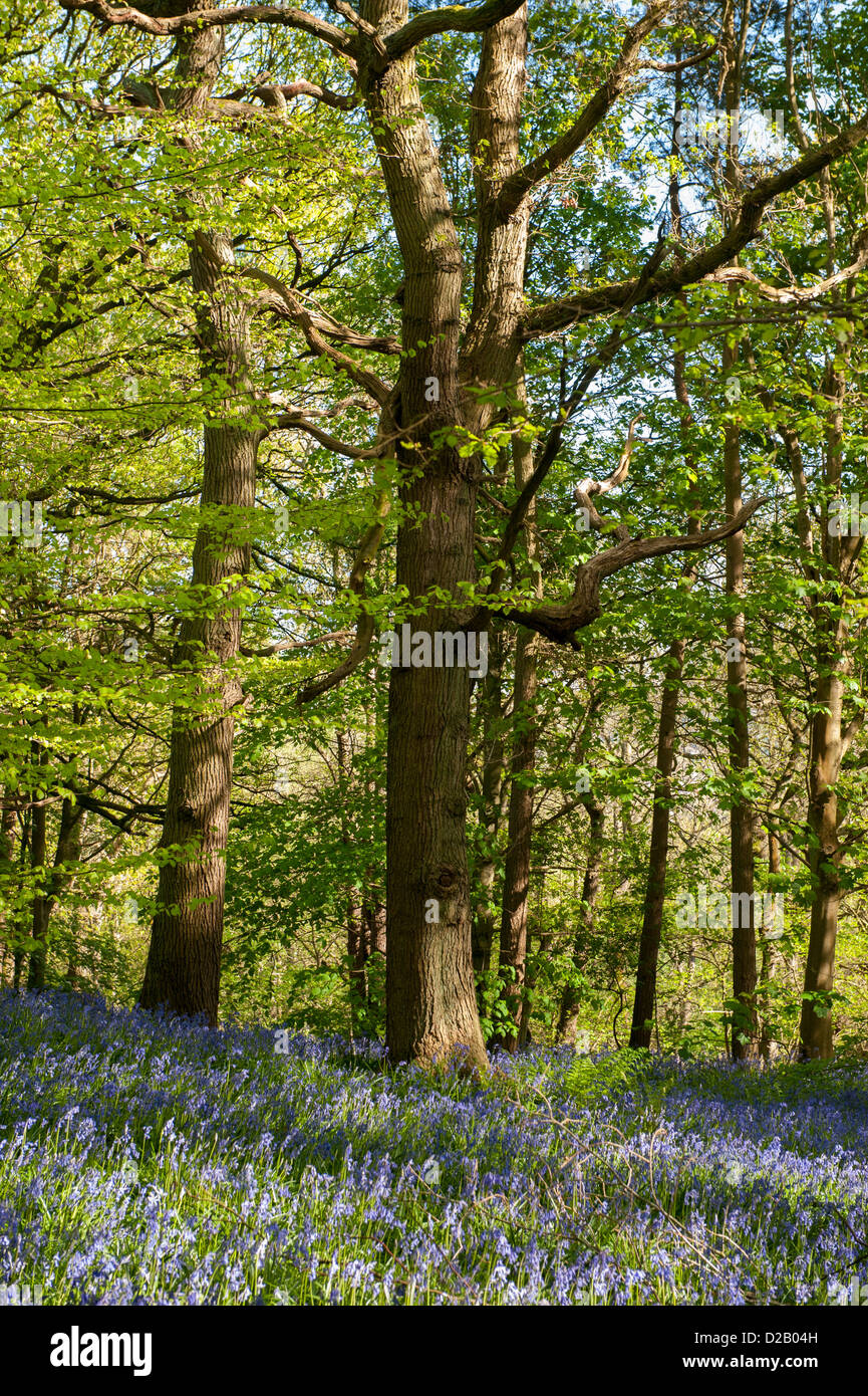 Flowering bluebells create beautiful colourful blue carpet under sunlit trees in springtime - Middleton Woods, Ilkley, West Yorkshire, England, UK. Stock Photo