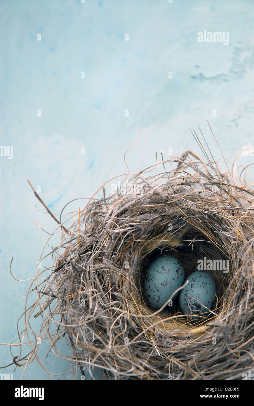 Blue eggs In a natural bird's nest Stock Photo Alamy