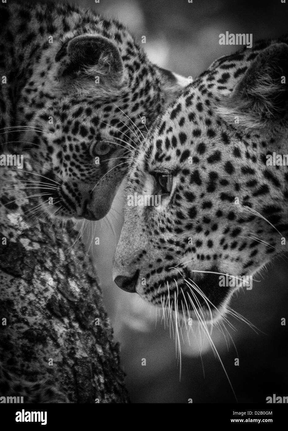 Black Leopard Tree High Resolution Stock Photography and Images - Alamy