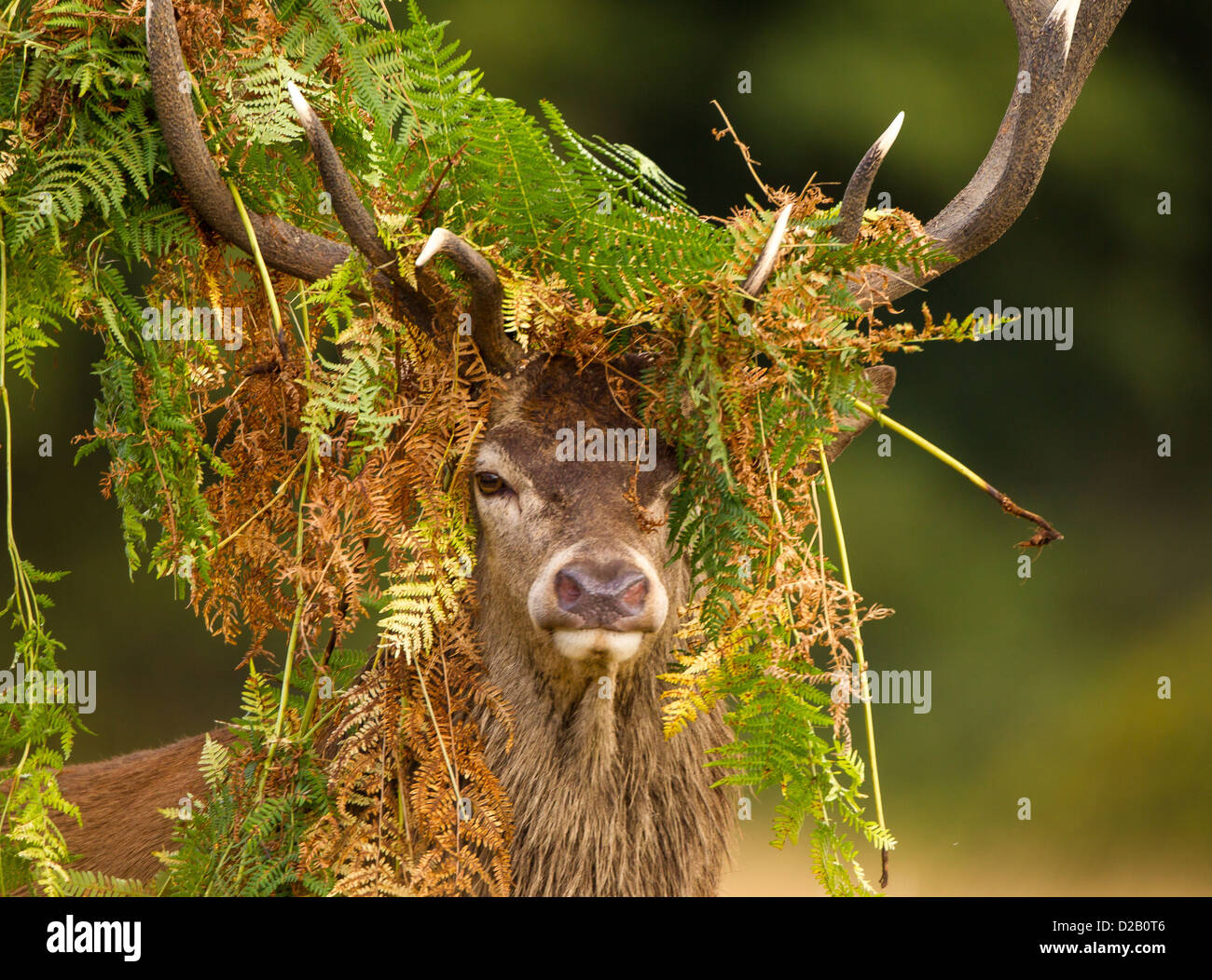 wild red deer in full must during the rutting season covered in bracken after raking the ground to mark his territory whilst roaring Stock Photo