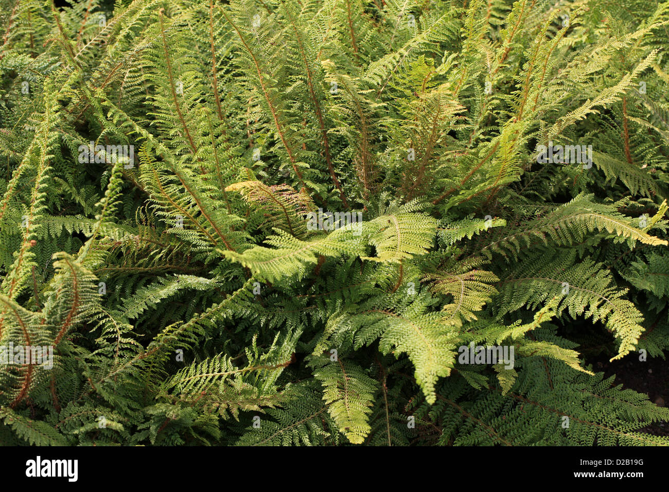 Soft Shield Fern, Alaskan Fern, Polystichum setiferum 'Herrenhausen', Dryopteridaceae. UK, Ireland and Northern Europe. Stock Photo