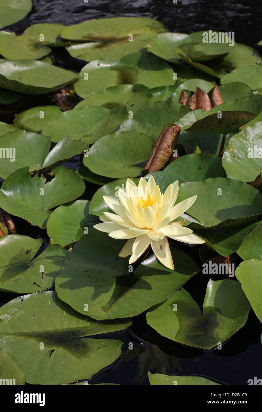 Water Lily Nymphaea 'Gold Medal' Nymphaeaceae Stock Photo