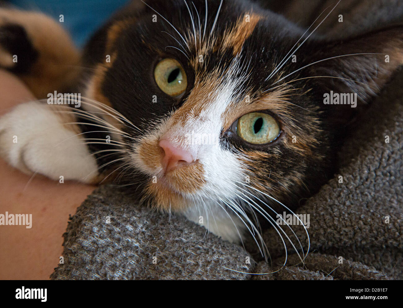 Tortoiseshell cat being held with head looking over arm, UK Stock Photo