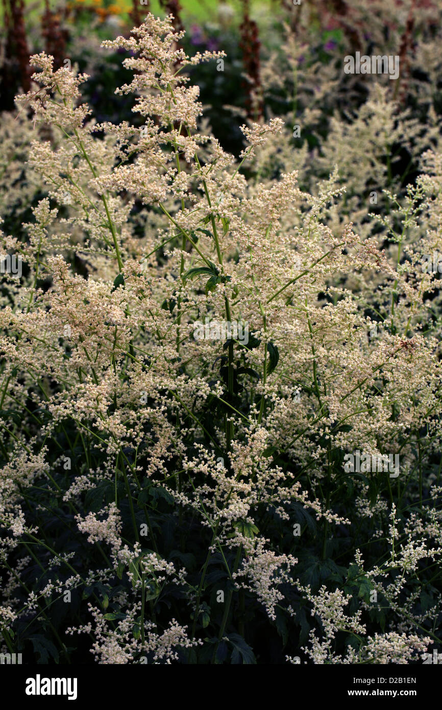 White Mugwort, Artemisia lactiflora, Asteraceae (Compositae). China. Stock Photo