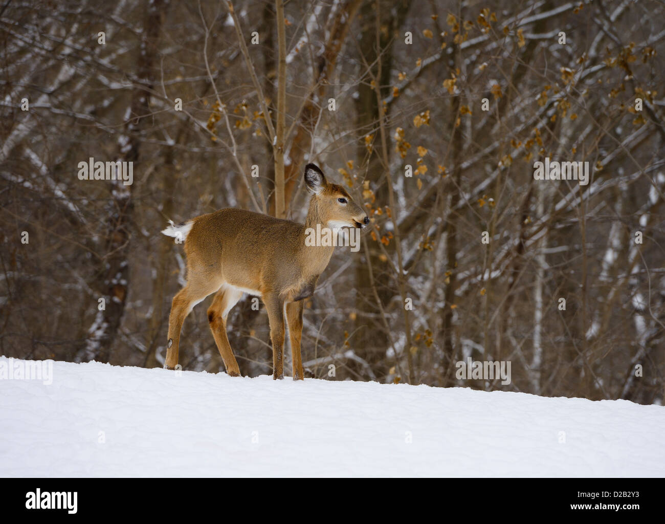 Small yearling white tailed deer in a Toronto back yard in winter Stock Photo
