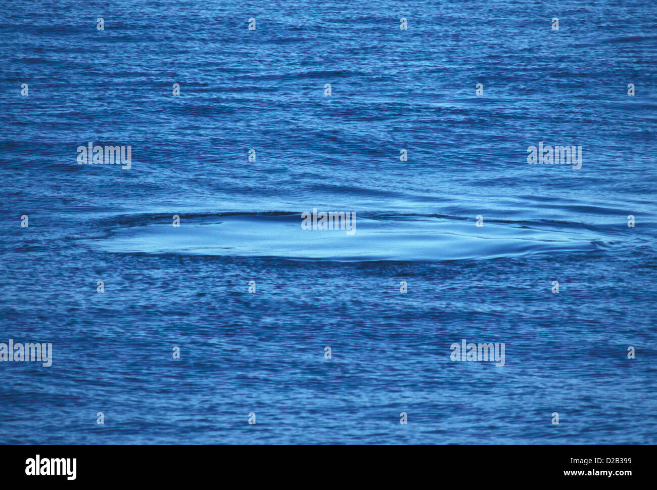 Humpback Whale Megaptera novaeangliae Antarctic Peninsula December 'Foot print' in water. Balaenopteridae Stock Photo