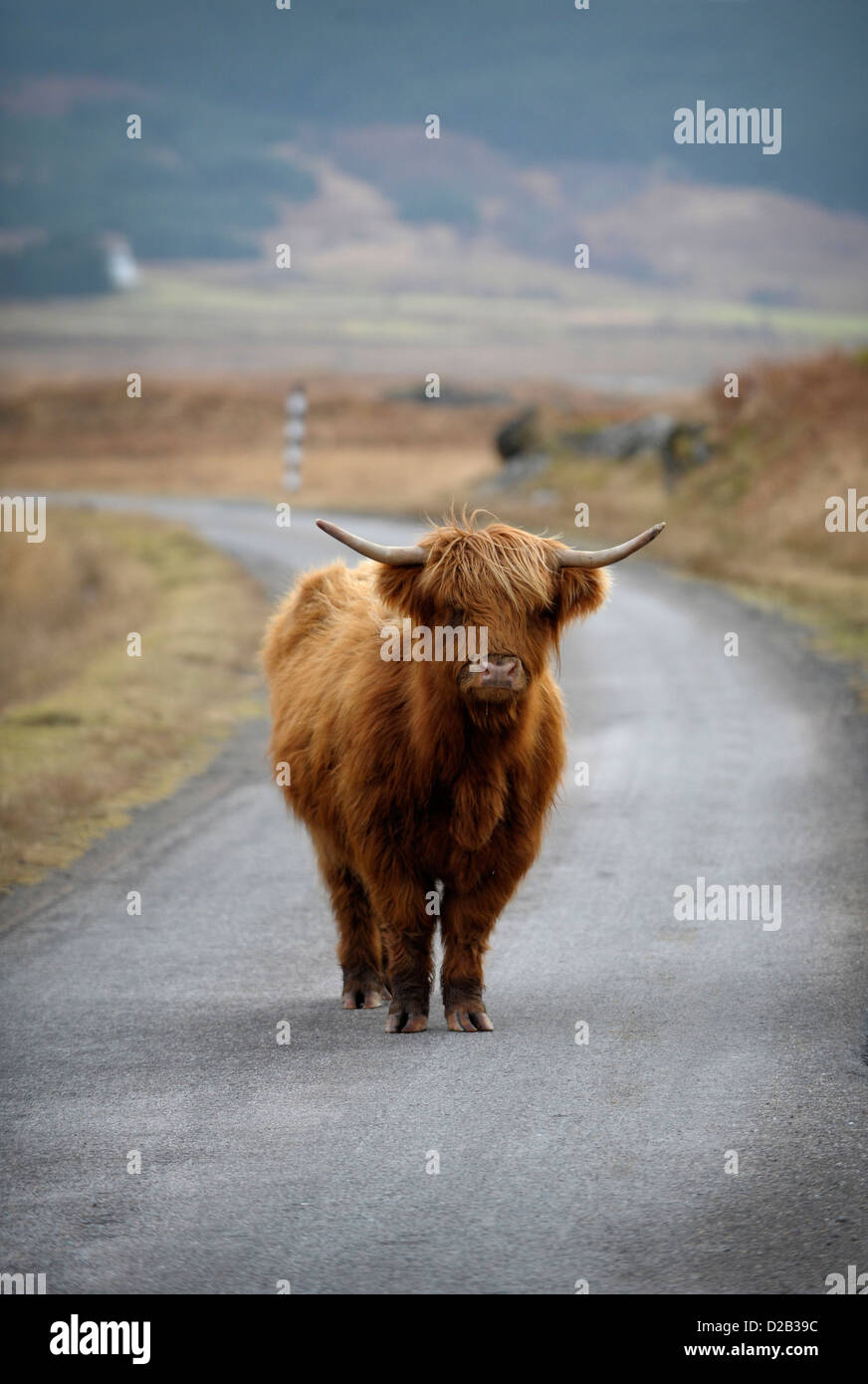 A highland cow with horns, stands in the middle of the road, Isle of ...