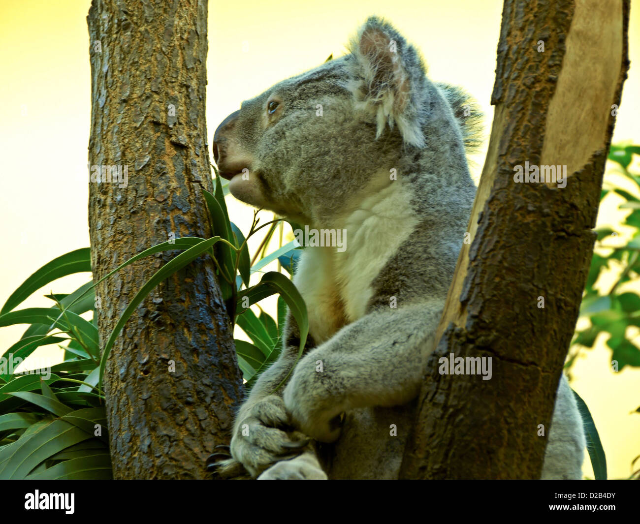 Koala gift hi-res stock photography and images - Alamy