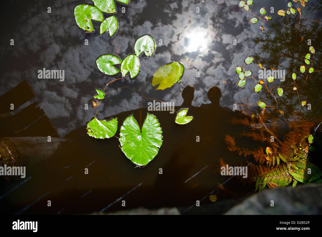 The dark reflections of clouds and two people looking into a lily pond. Stock Photo