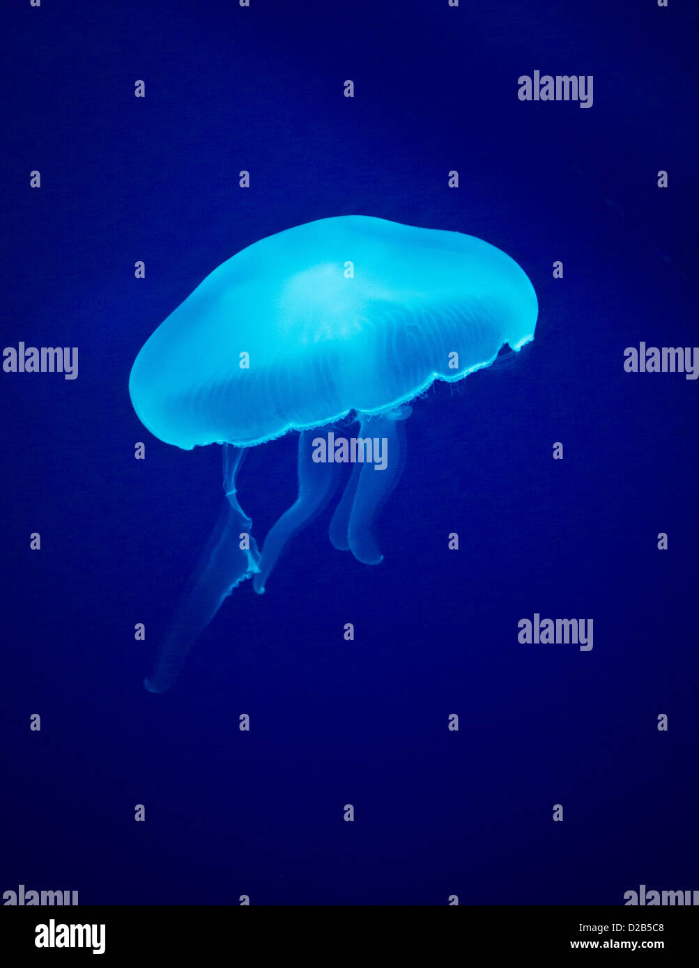 A glowing blue jellyfish against a deep blue background Stock Photo - Alamy