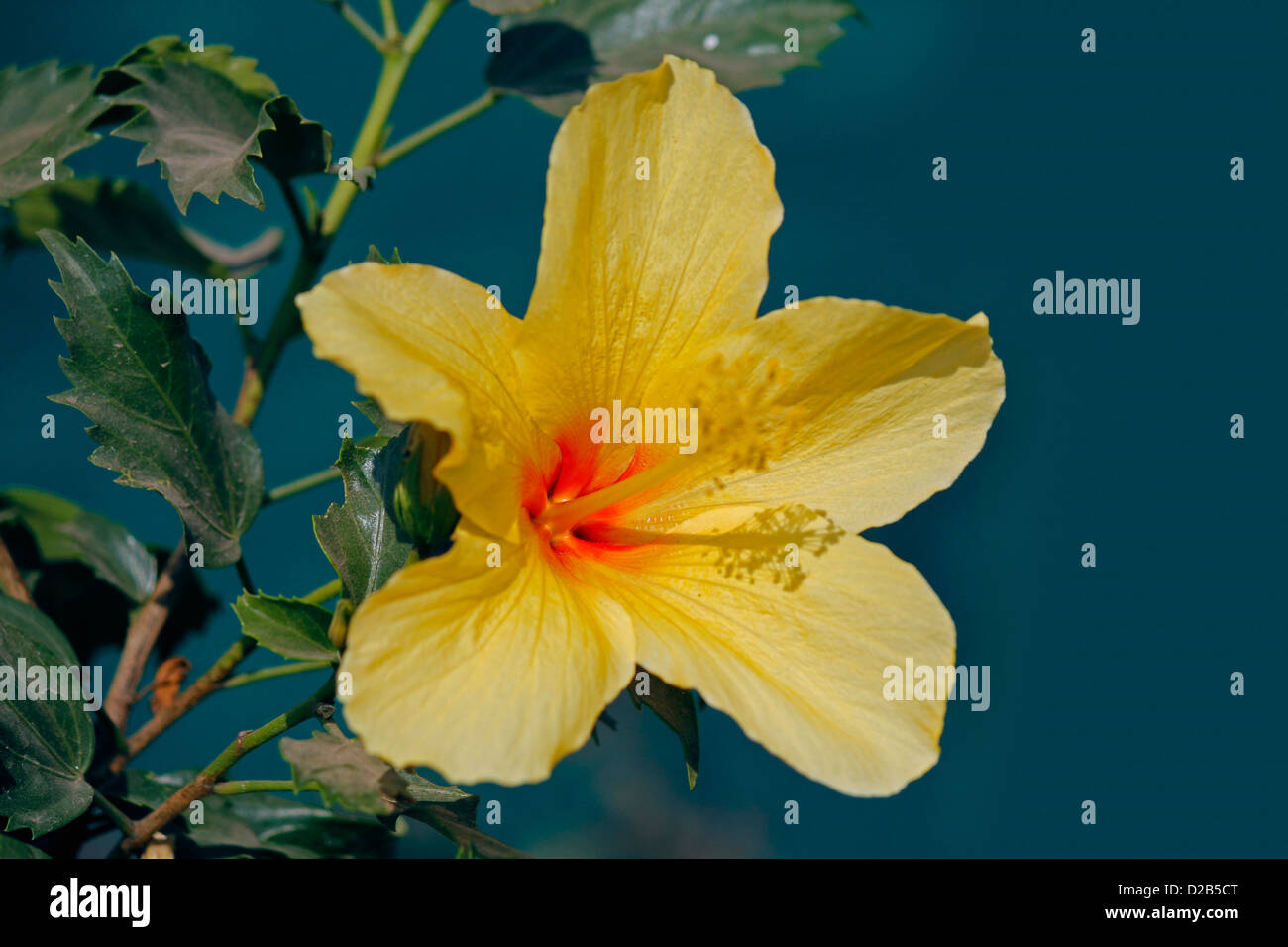 Hibiscus rosasinensis, Yellow China Rose, Chinese hibiscus Stock Photo
