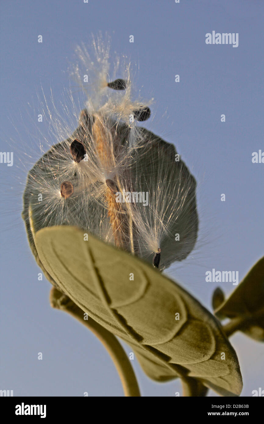 Seed of the Giant milkweed Stock Photo