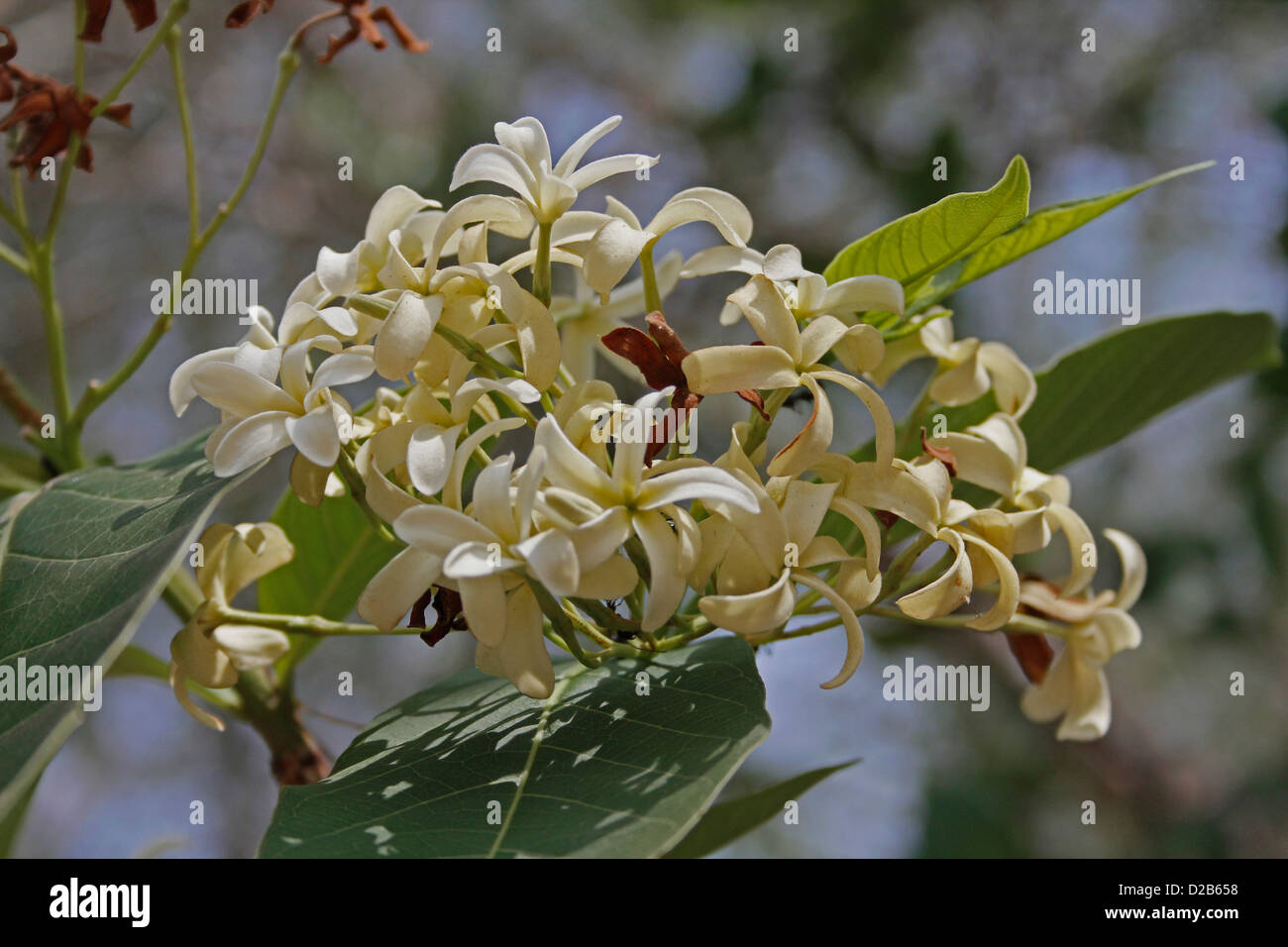Holarrhena antidysenterica, Holarrhena pubescens, Maharashtra, India Stock Photo