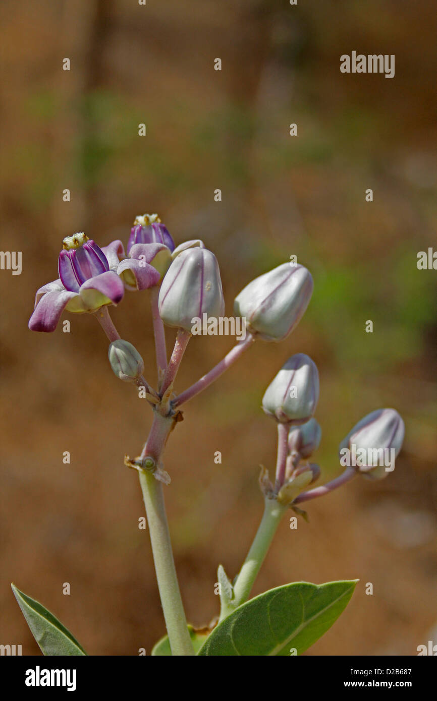 Flowers of the Giant milkweed Stock Photo