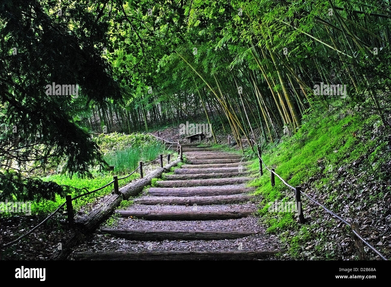 A garden path with bamboo Stock Photo Alamy