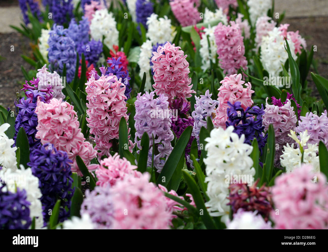 A bed of hyacinths Stock Photo Alamy