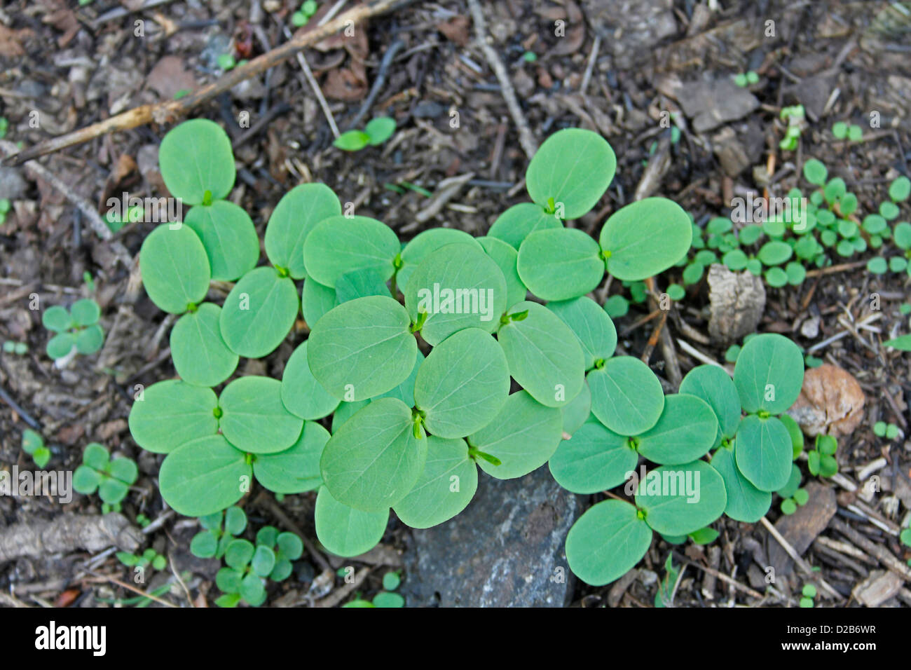 Cassia obtusifolia, Cassia seeds, unhampered clarity seeds Stock Photo