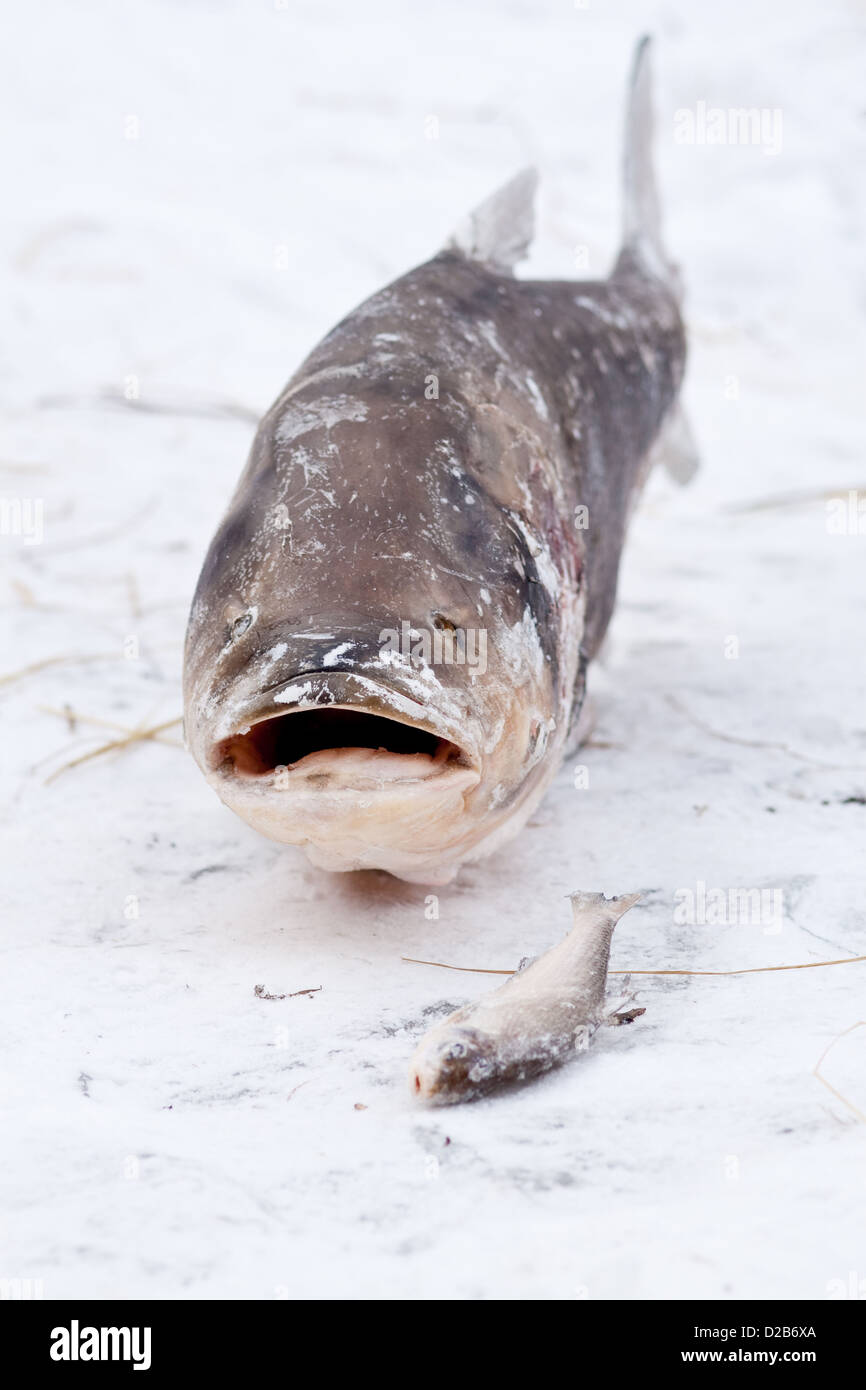 Berlin, Germany, a frozen bighead carp on the icy Lietzensee Stock Photo