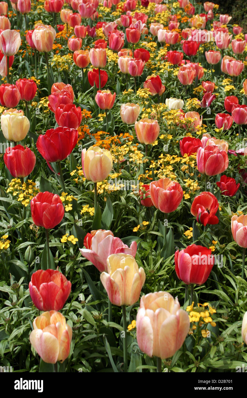 Bed flowers flower bed hi-res stock photography and images - Alamy