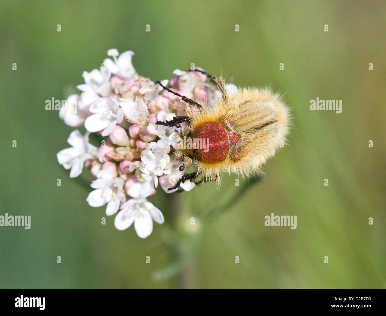 Bug spring hi-res stock photography and images - Alamy