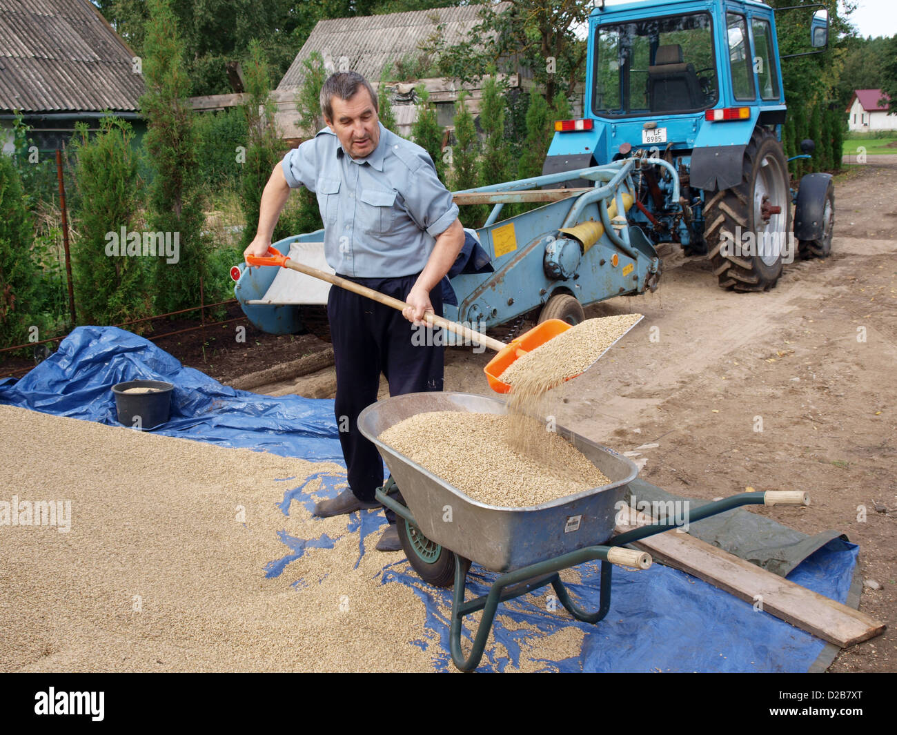 Senior farmer with shovel put grains into wheelbarrow Stock Photo - Alamy