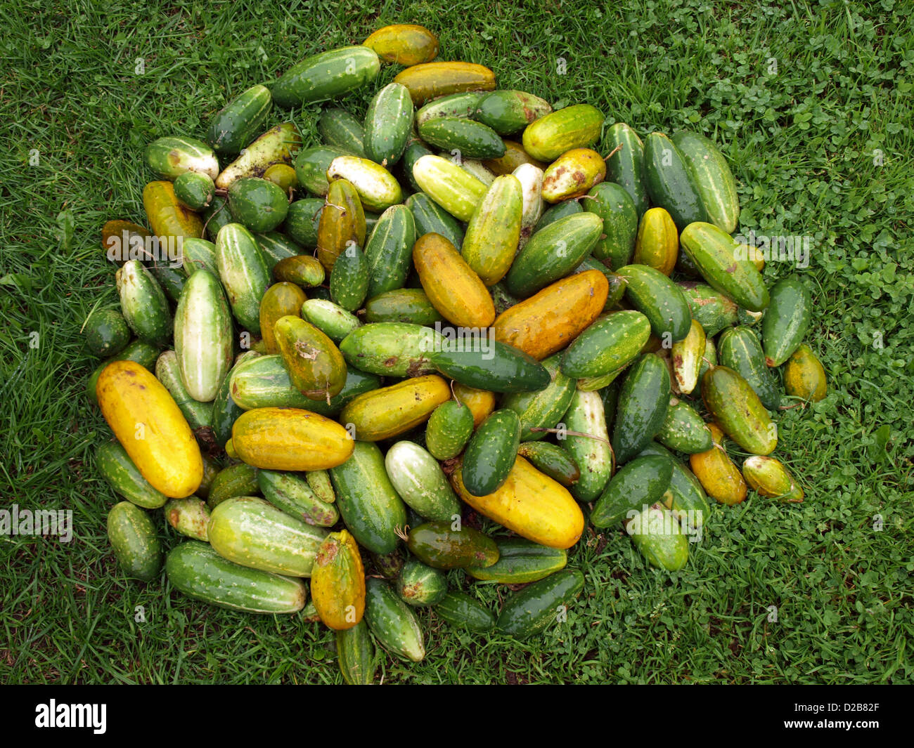 Stack of unsorted cucumbers on green grass Stock Photo