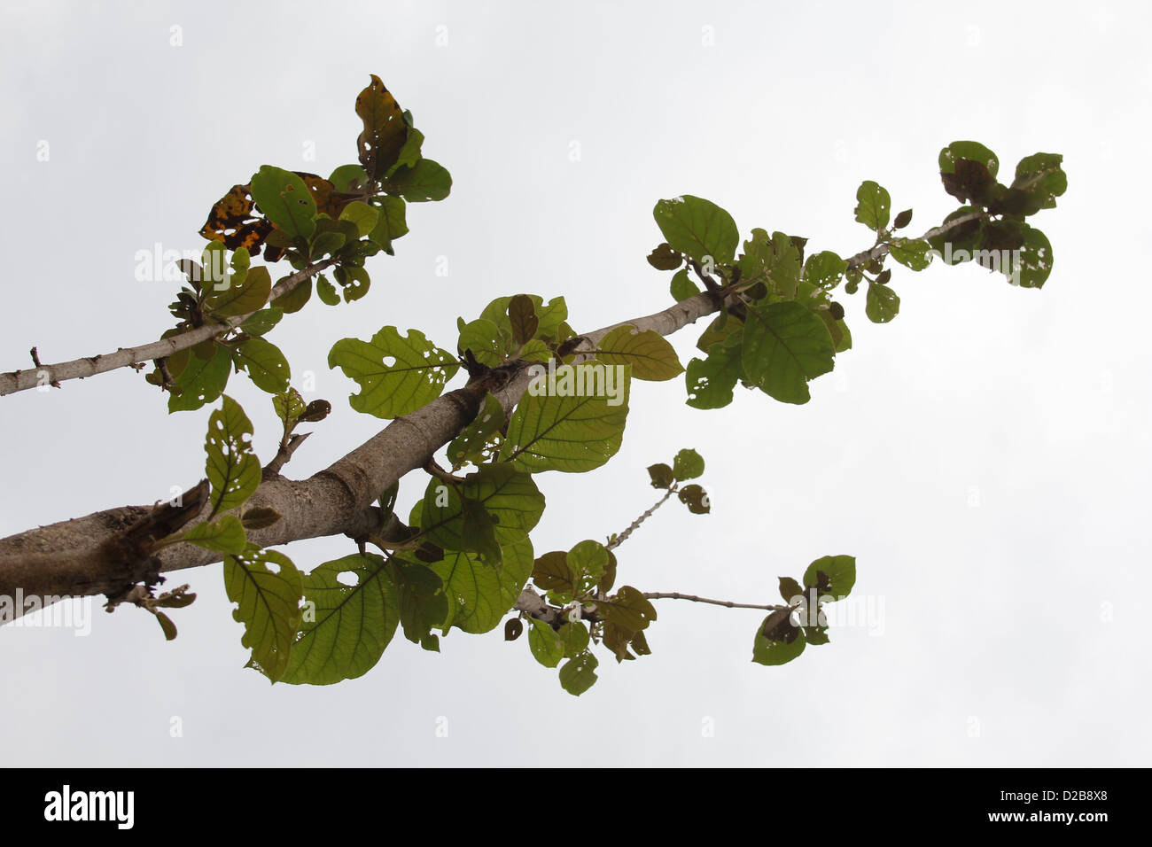 Teak, Tectona grandis L. f., Verbenaceae, Jati Stock Photo