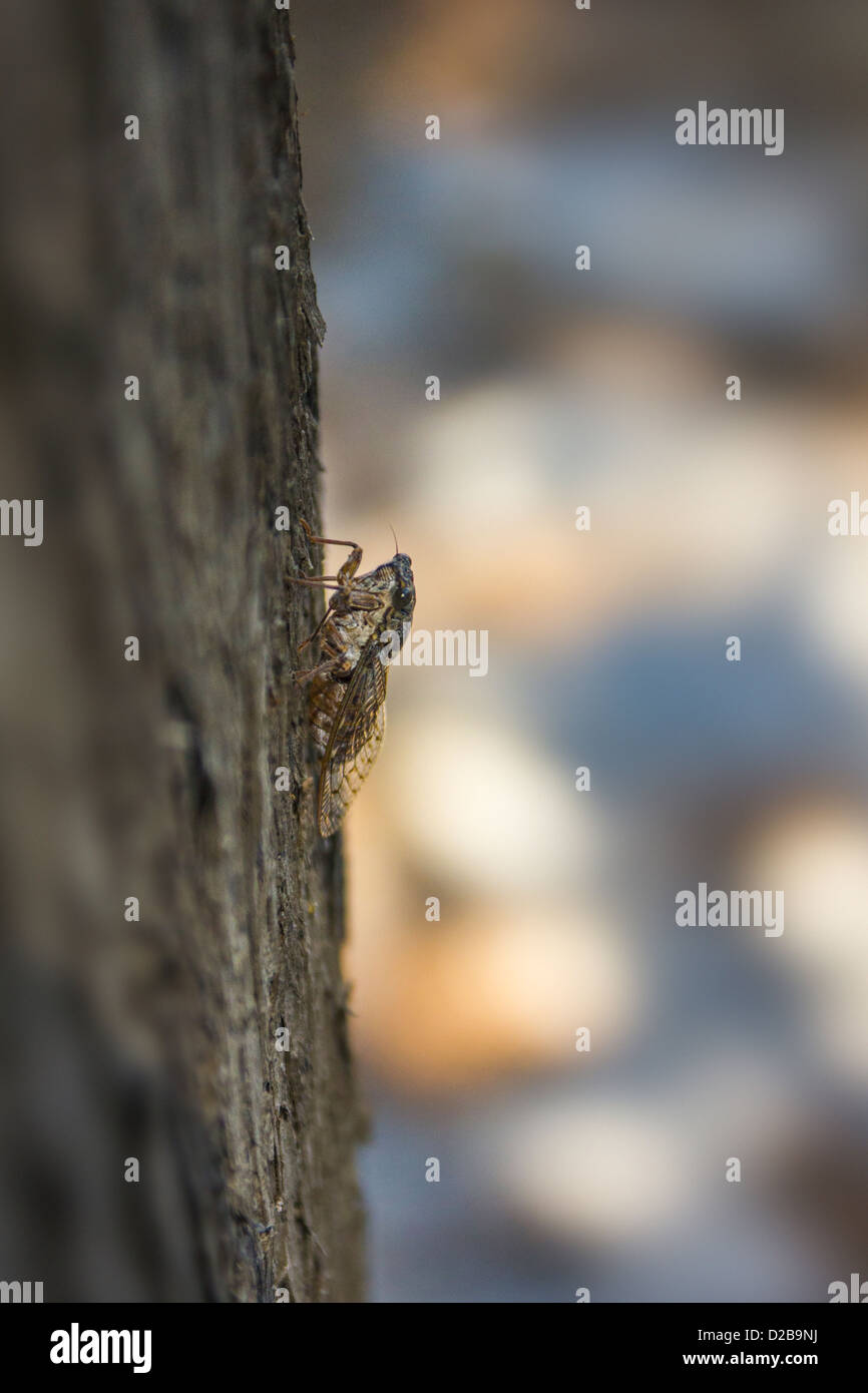 Cicada Stock Photo