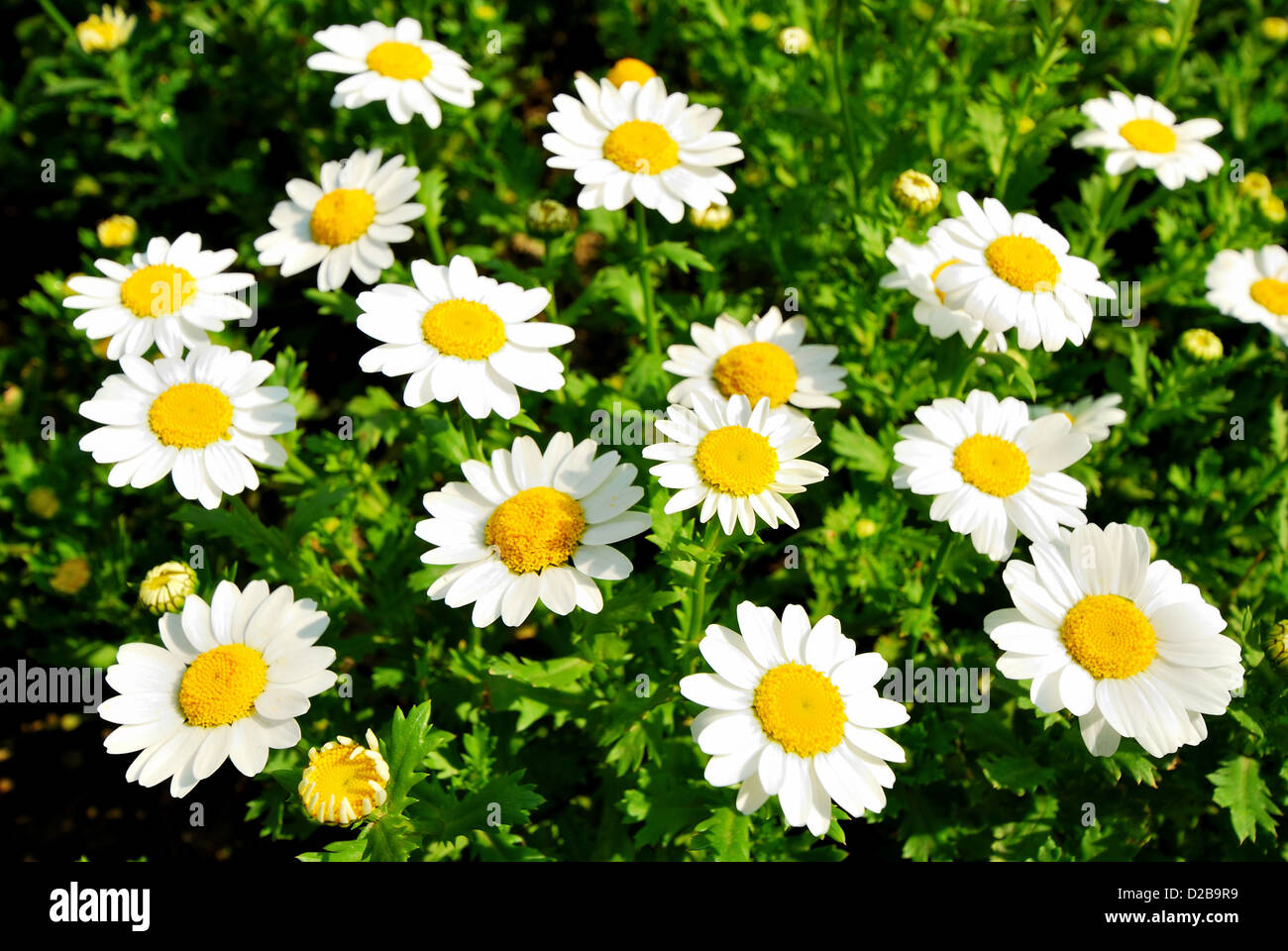 Beautiful cluster of white daisy flower in the open field, Shanghai, China. Stock Photo