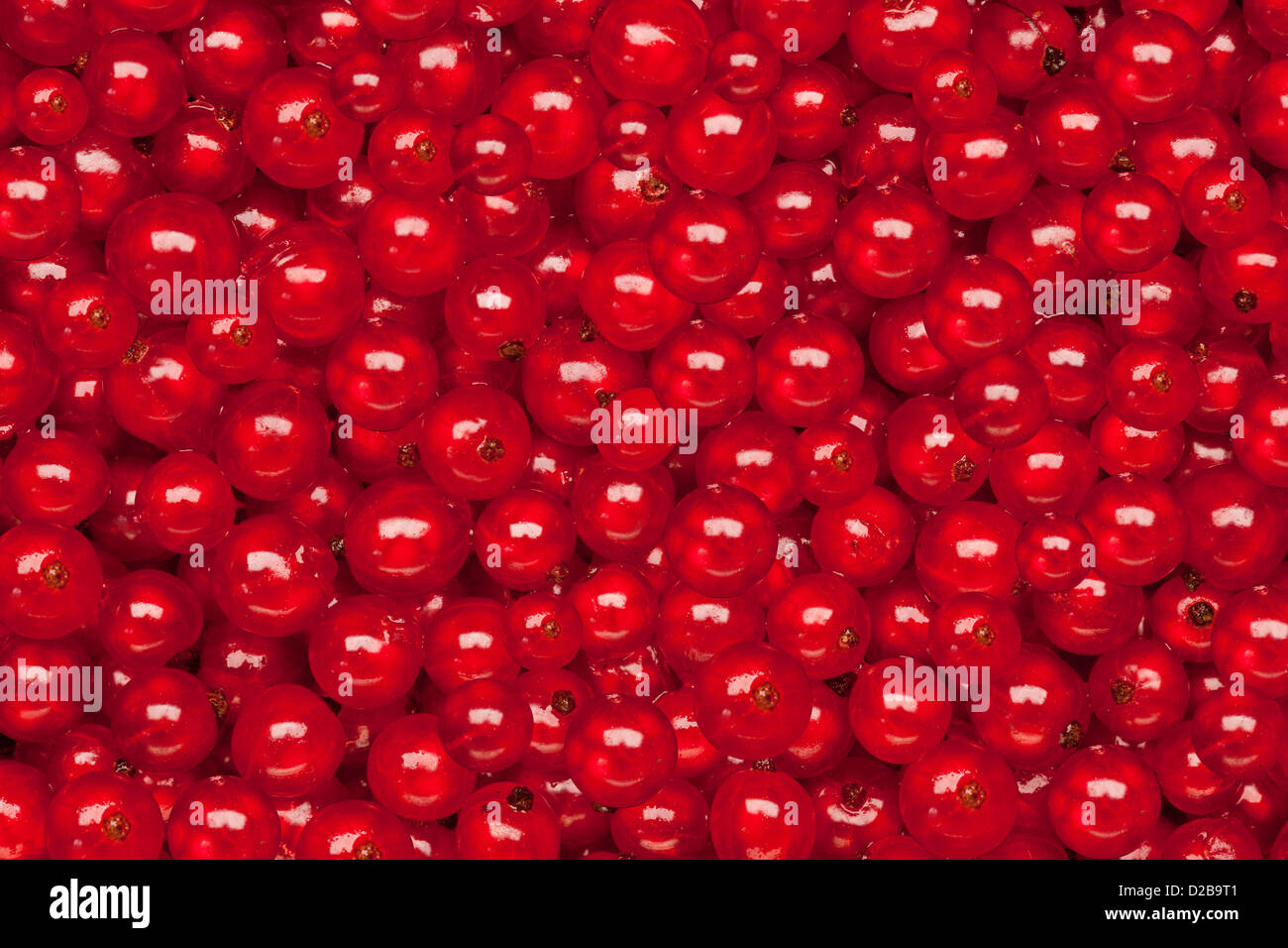 redcurrant background or raw food red texture Stock Photo