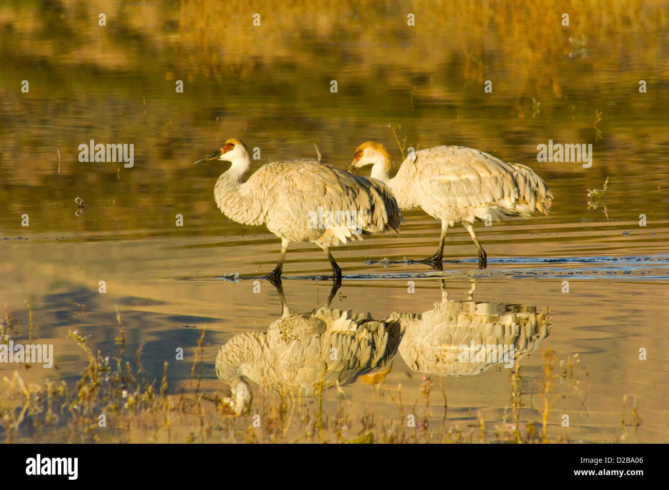 Sandhill Cranes (Grus Canadensis) At The Bosque Del Apache Wildlife Refuge, New Mexico. Stock Photo