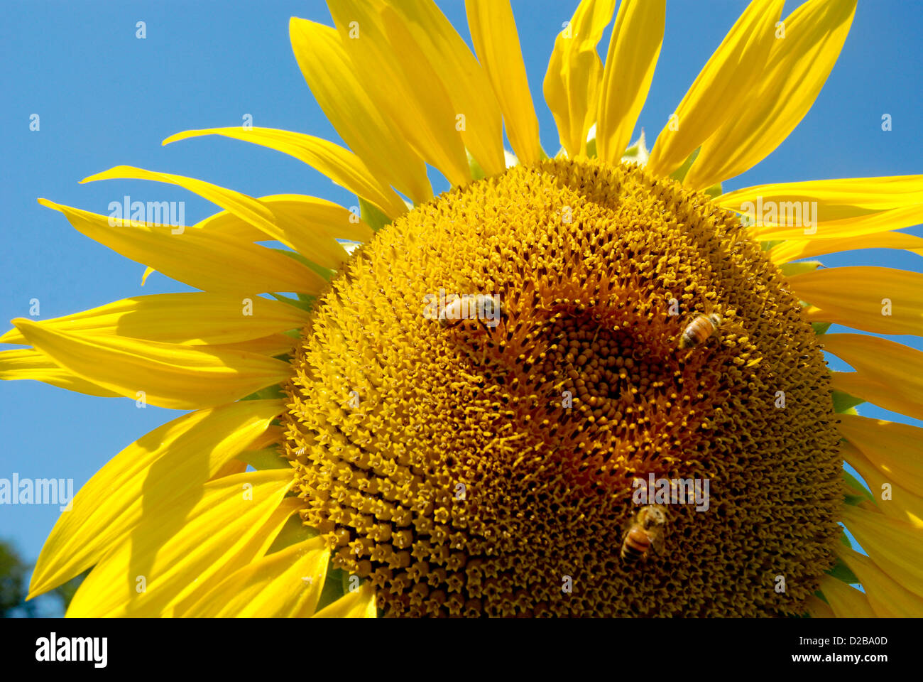 Sunflower Plant With Honey Bees Stock Photo Alamy