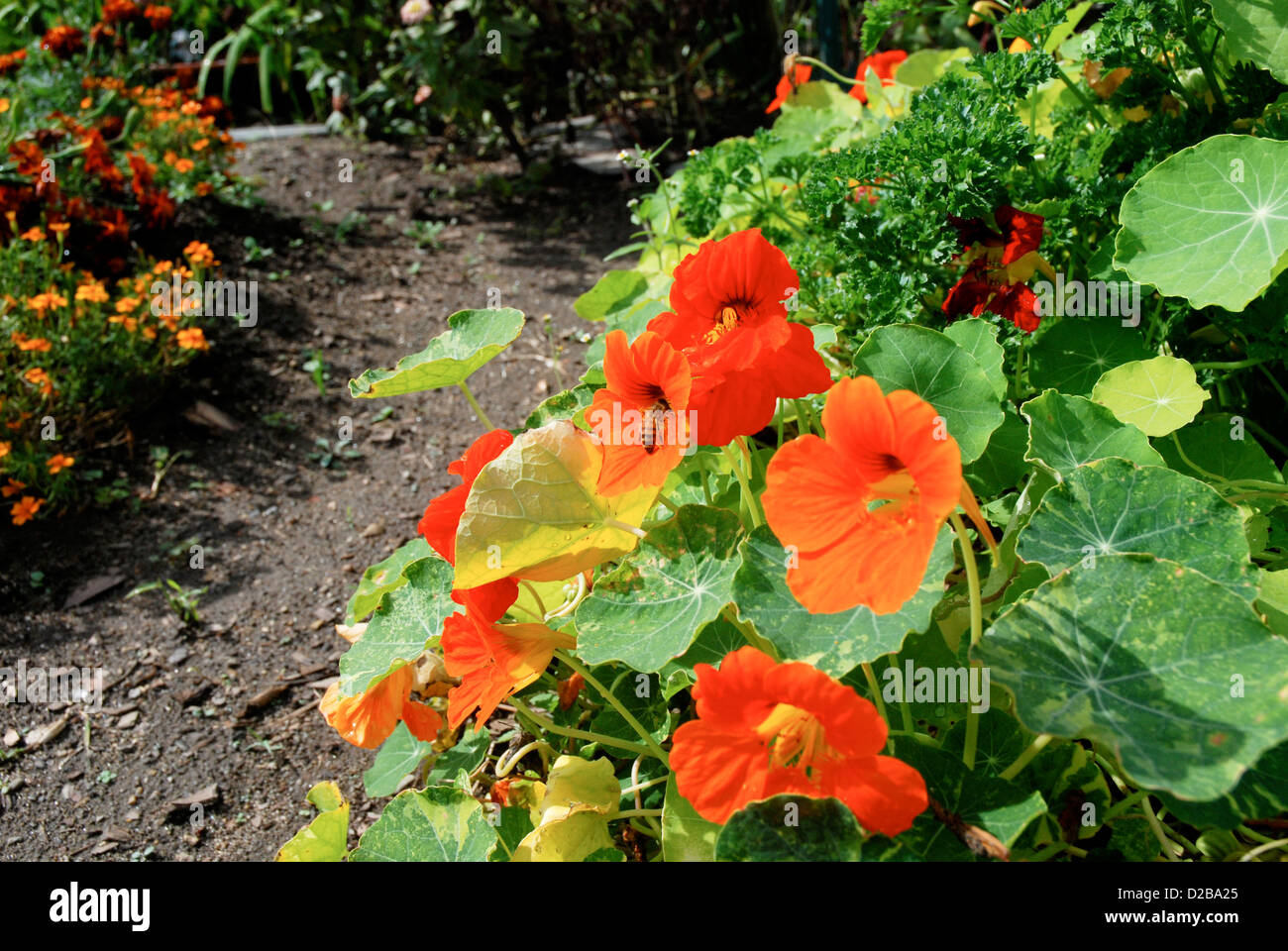 Flflower hi-res stock photography and images - Alamy Flflower hi-res stock photography and images - Alamy