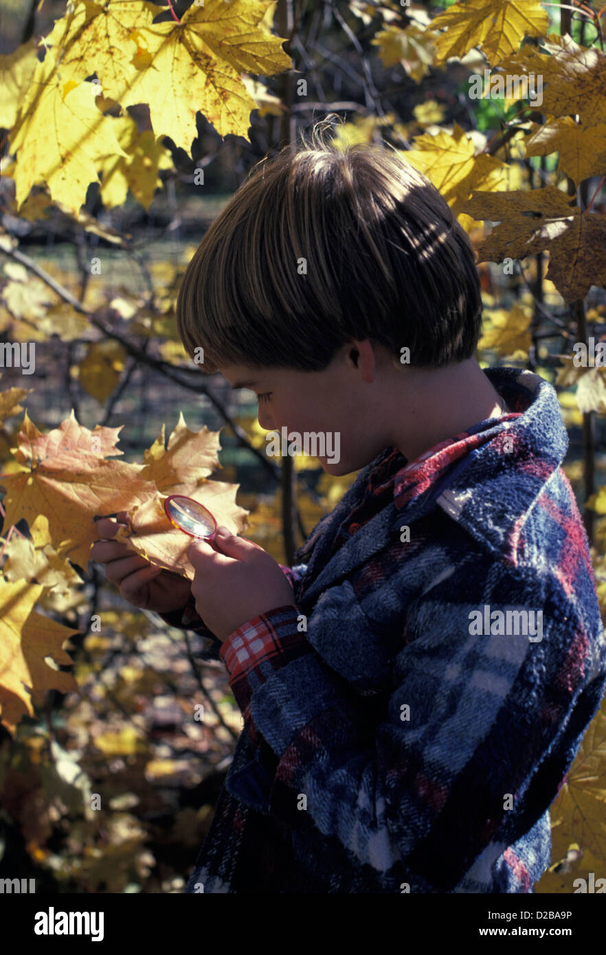 Boy Studying Fall Leaves With Magnifying Glass Stock Photo