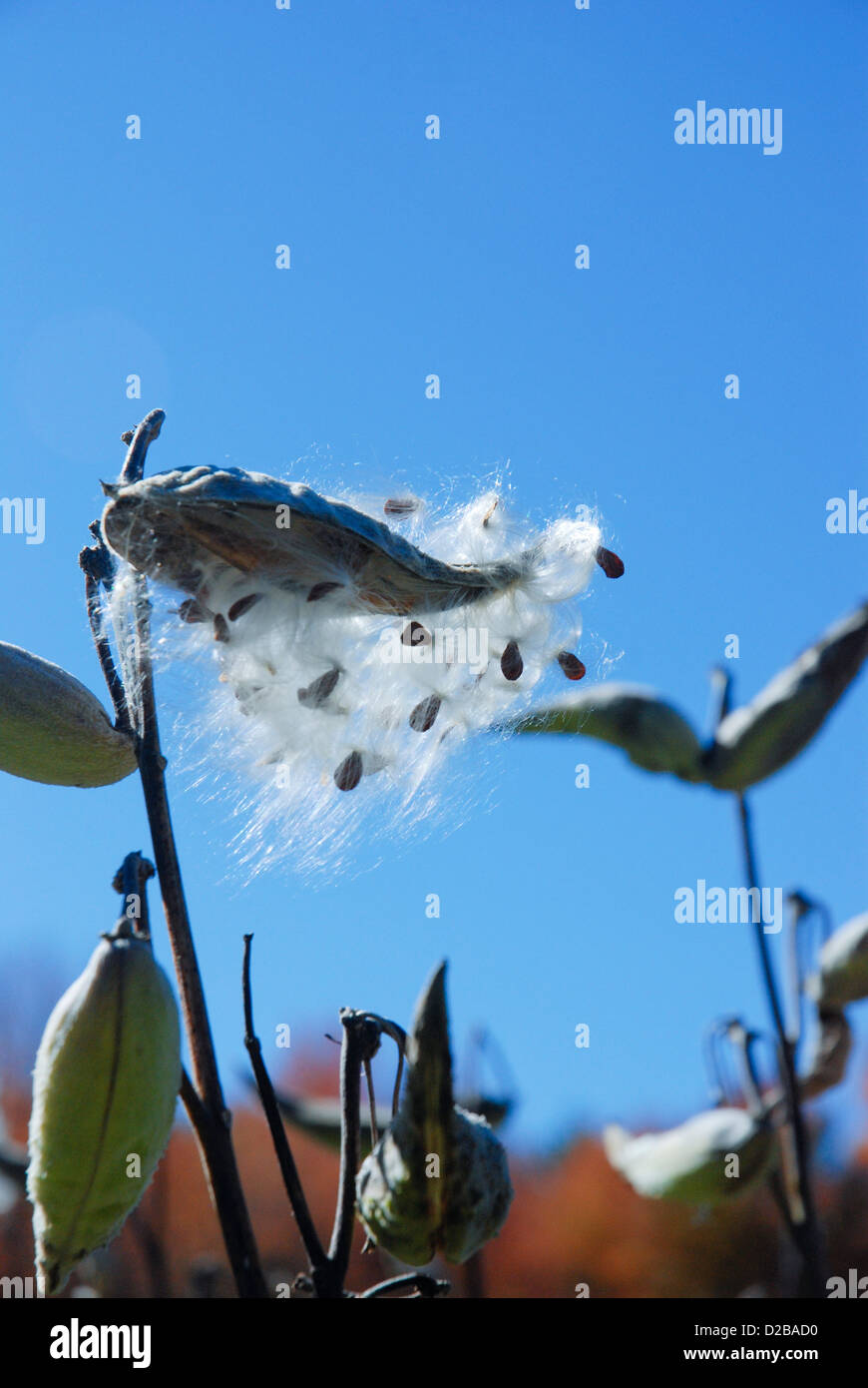 Milkweed Plant Blowing In Wind. Pod Seeds Stock Photo