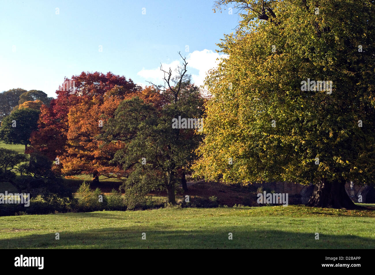autumn trees in Derbyshire Stock Photo - Alamy