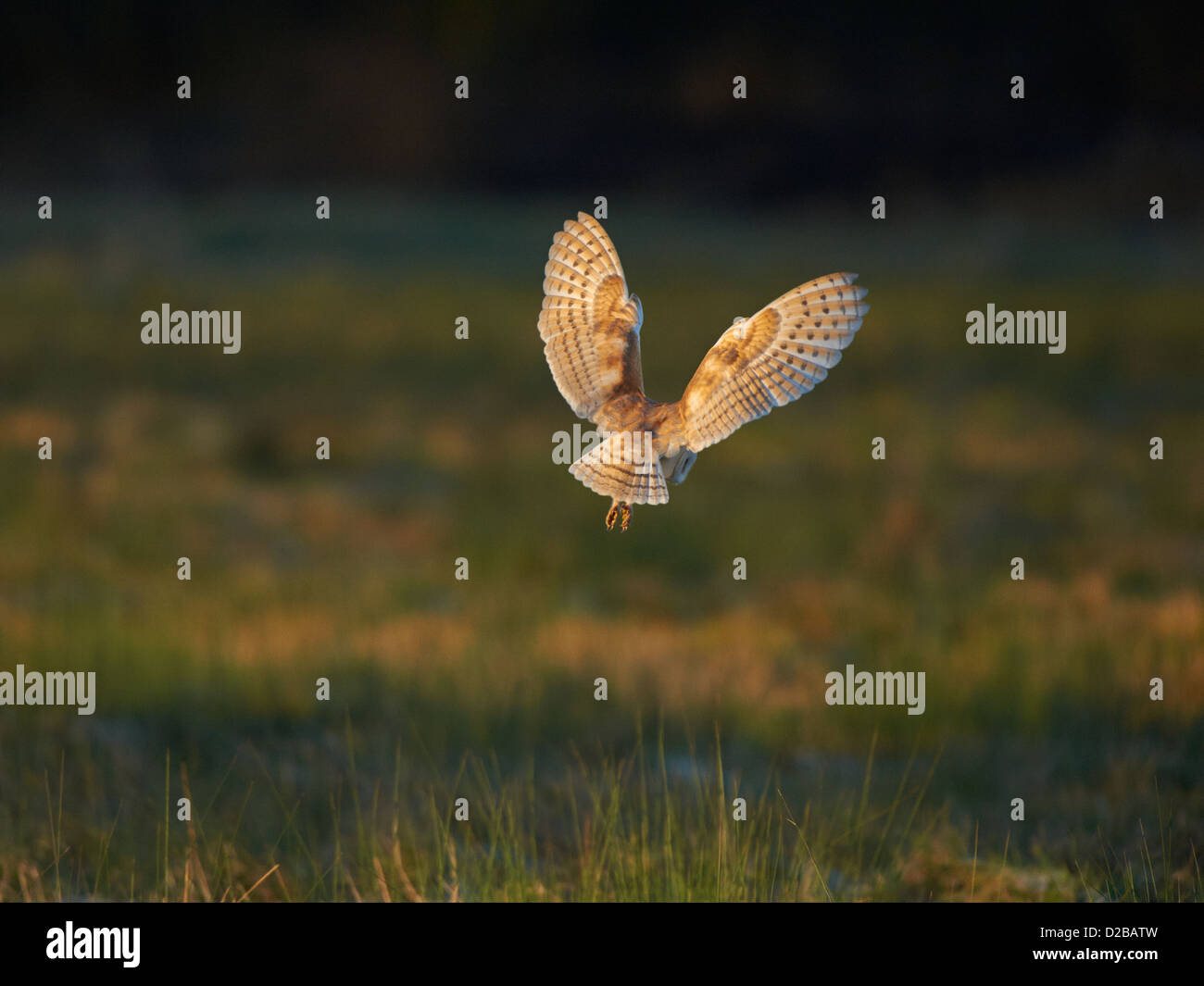 Barn Owl in flight Stock Photo - Alamy