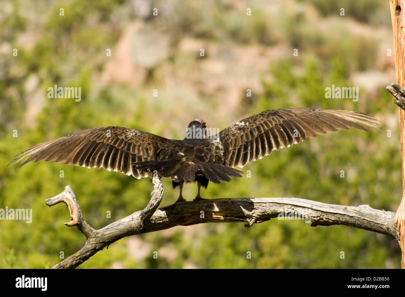 Turkey Vulture, Cathartes Aura. CarrionFeeder, Often Seen Soaring Or