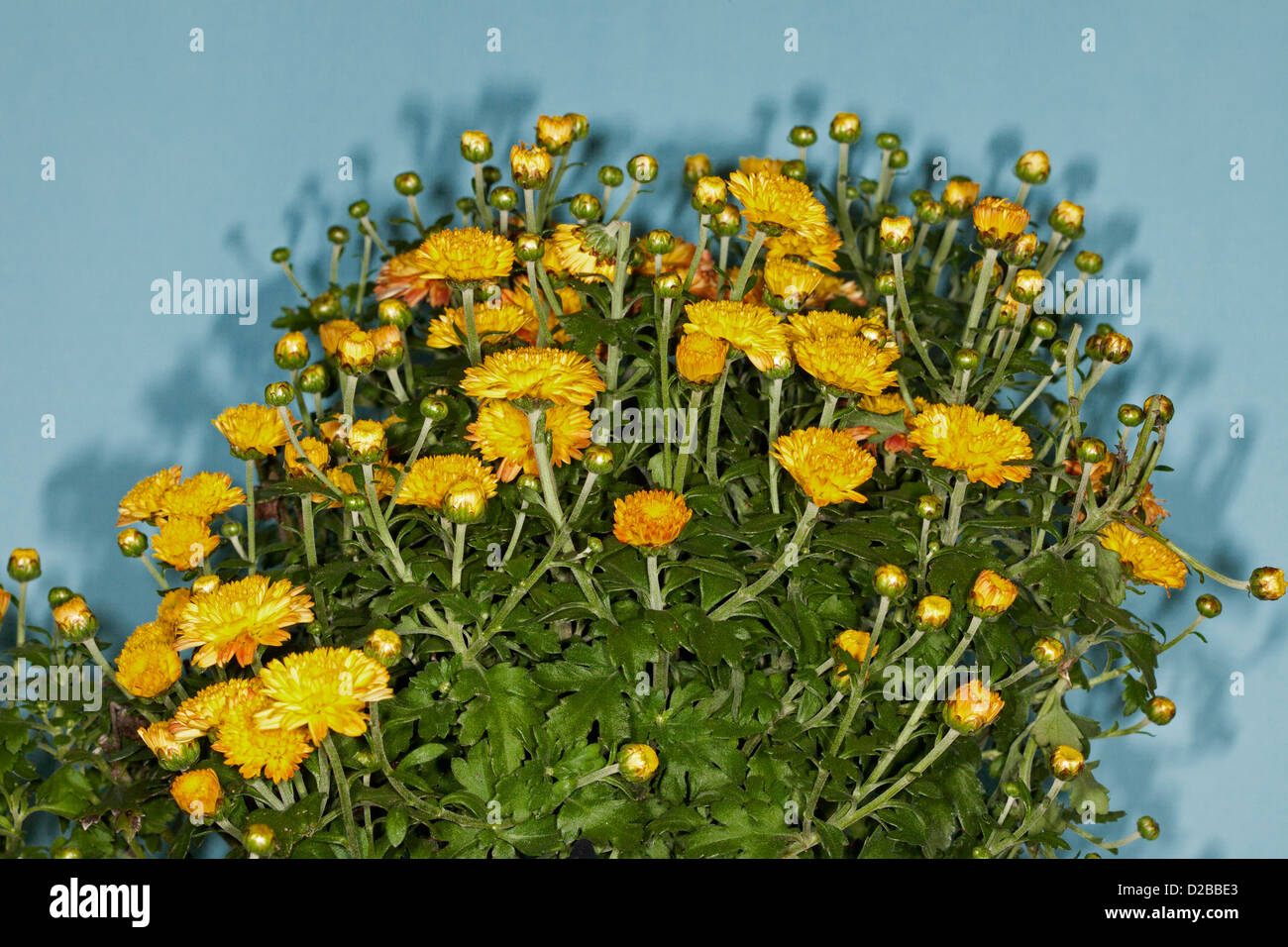 Golden yellow and orange flowers and foliage of Chrysanthemum multicolor 'Fantasia' against a blue background Stock Photo