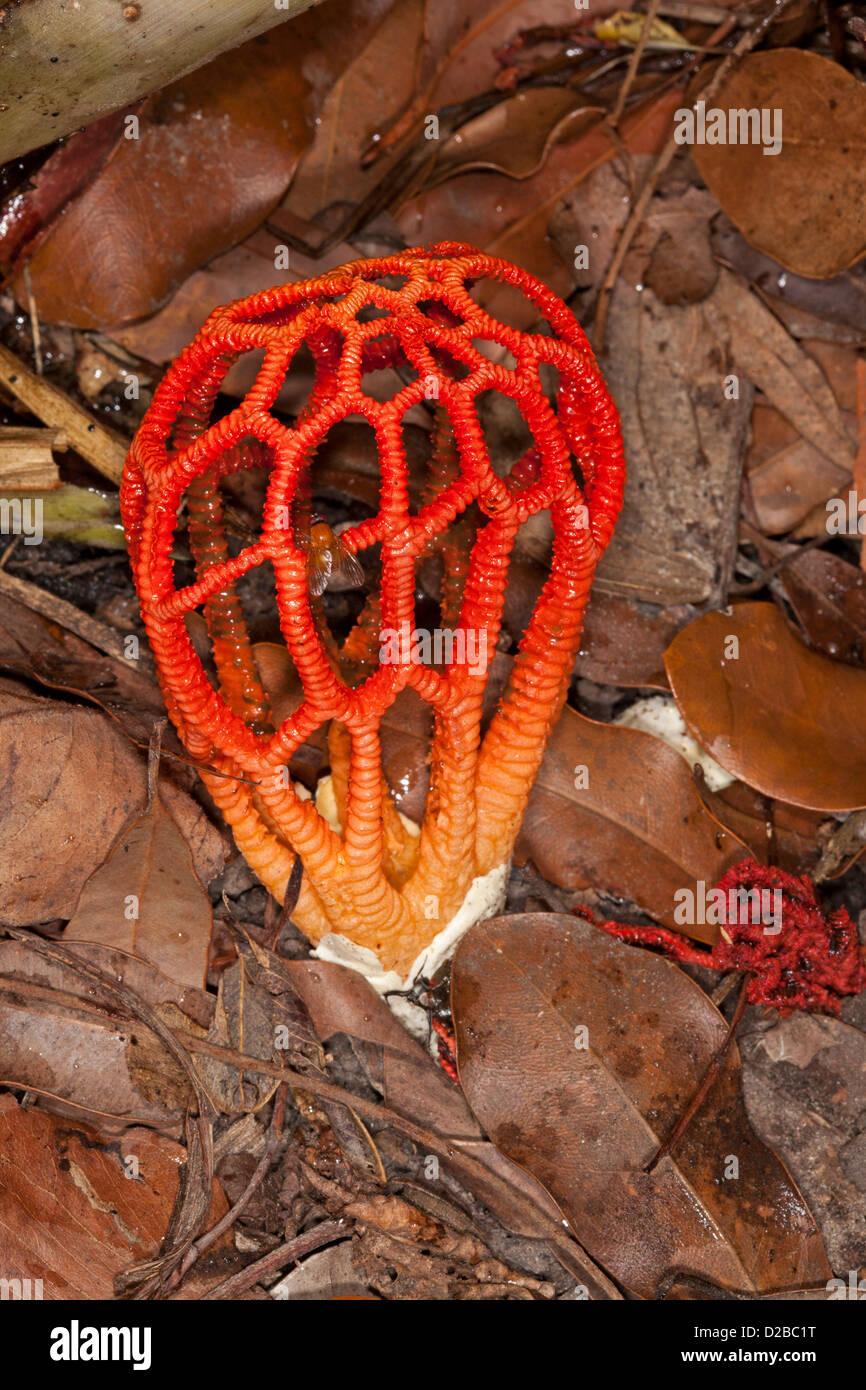 Beautiful bright red stinkhorn / craypot fungus -  Colus pusillus growing among fallen leaves in forest / woodland garden Stock Photo