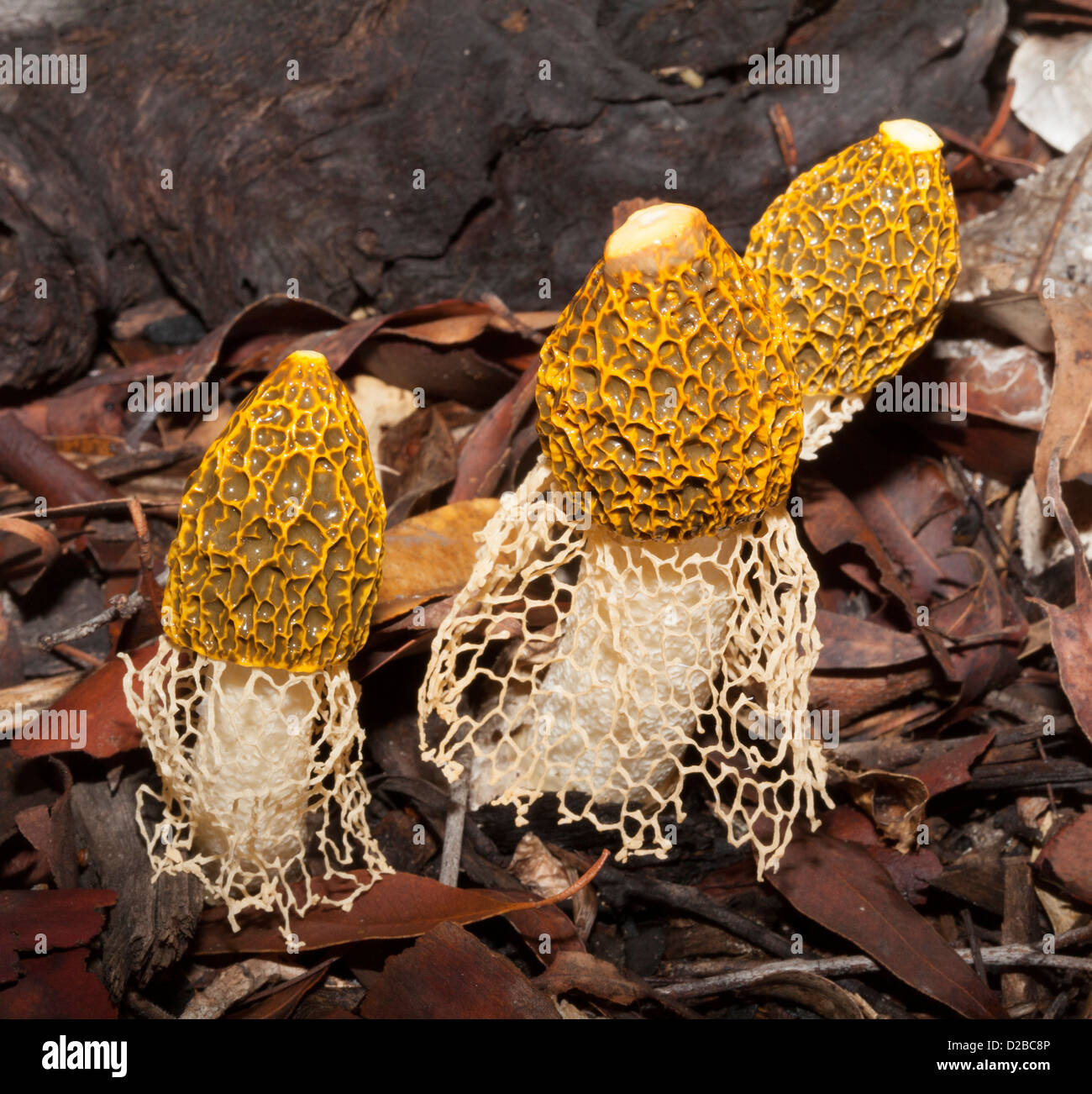 Group of beautiful stinkhorn fungi - Phallus multicolor - among decaying leaves in forest / woodland garden Stock Photo