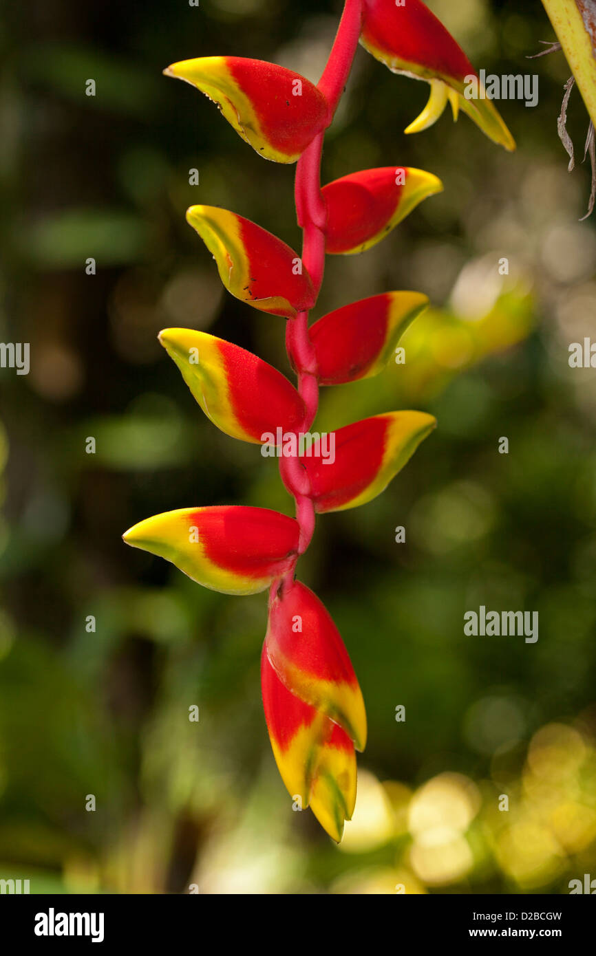 Brilliant red and yellow tipped flower - bracts - of Heliconia against dark green background Stock Photo