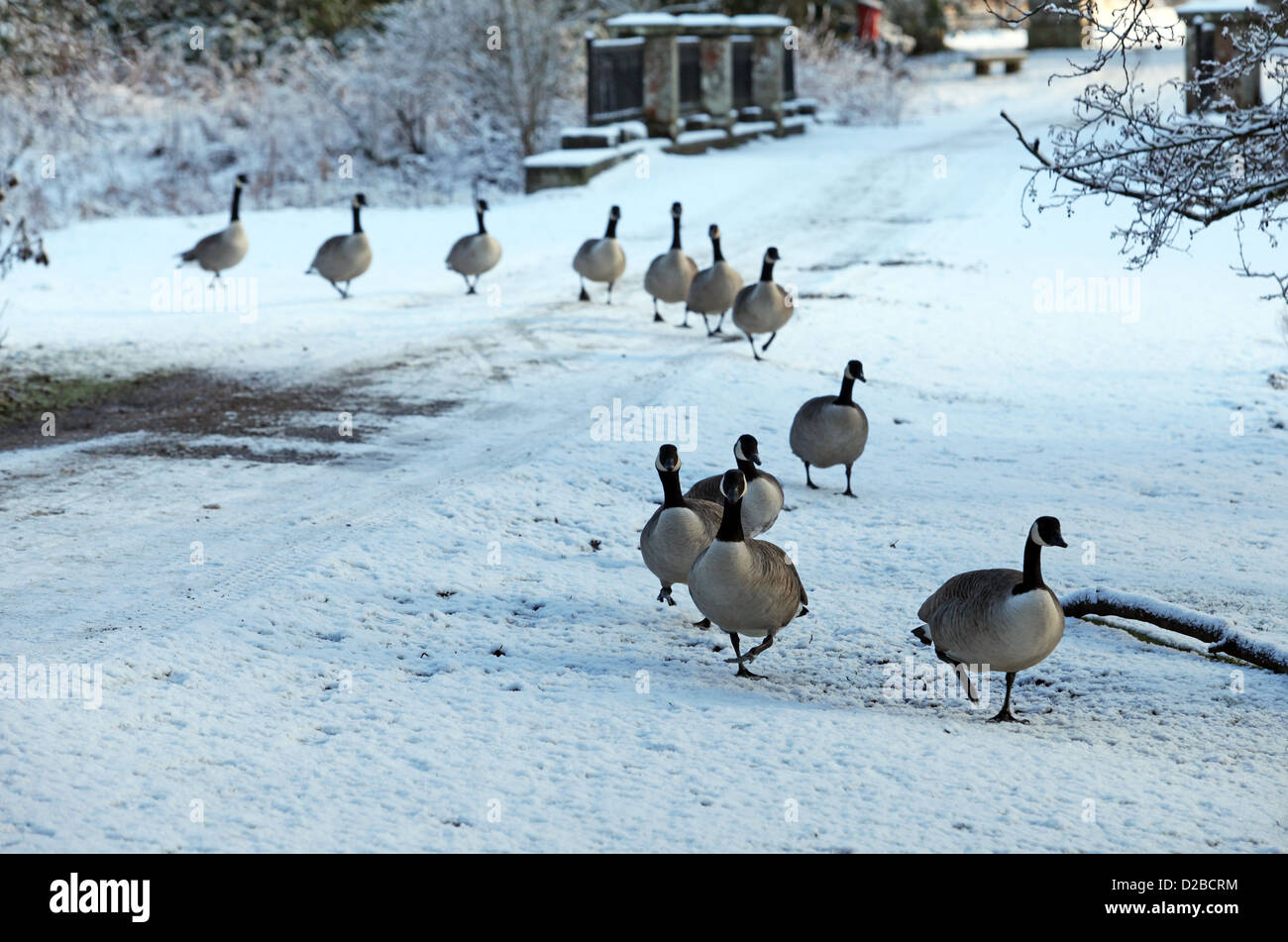 Wild Canada Geese walking across snow in a single file line in winter in the United Kingdom Stock Photo