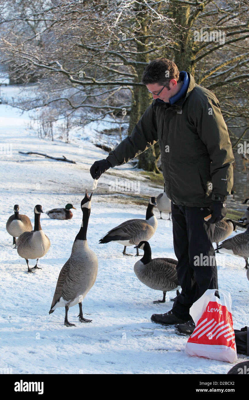 Man feeding wild Canada Geese by hand in winter in the United Kingdom Stock Photo