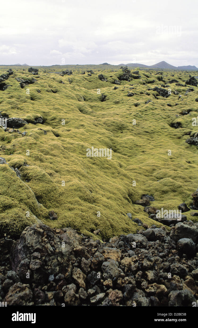 Iceland, Near Reykjavik. Green Moss. Grimmia. Tundra Over Lava Rock Terrain Stock Photo