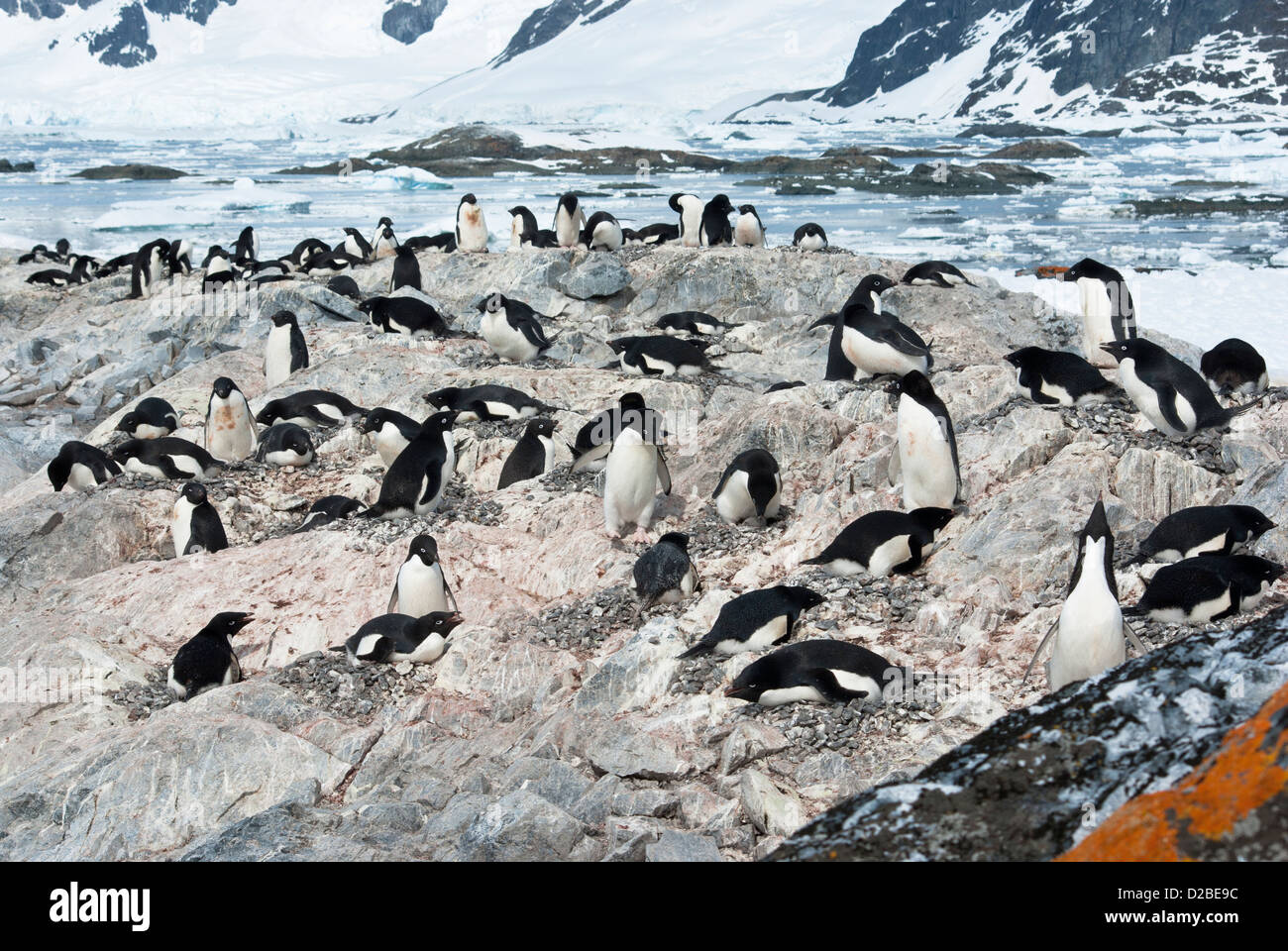 Colony of Adelie penguins (Pygoscelis adeliae Stock Photo - Alamy